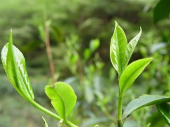 茶叶的另类用法