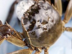 教你怎样挑选大闸蟹。