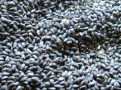 明列子的功效及作用