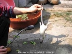 恶心的死老鼠变身烤“乳鸽”全过程
