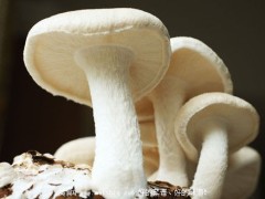 吃方便面会中毒？谨慎13种易引起中毒的美食