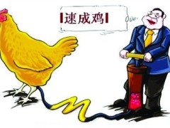 麦当劳卷入“速成鸡”风波 供应商管理系统受质疑