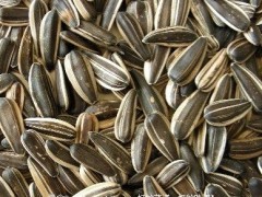 冬季常吃5种美食补脑御寒