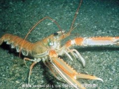 盘点强迫症的食疗小妙方