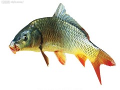 烹鱼的三招最佳方法