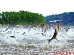中国鲤鱼美国称霸 惹恼白宫斥资歼灭