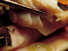 清蒸鱼的家常做法