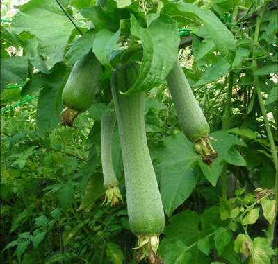 8道食疗方让你不做林黛玉