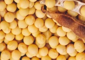 想要远离疾病十种健康食物来助你