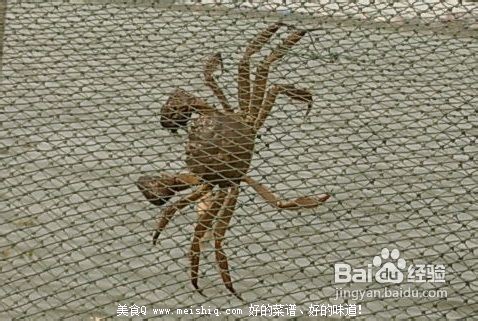 教你如何保存大闸蟹、买回家的大闸蟹应该怎样处理？