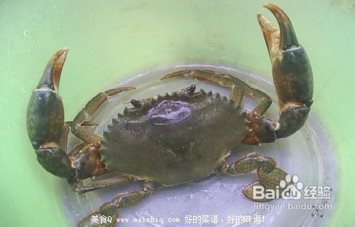 教你如何保存大闸蟹、买回家的大闸蟹应该怎样处理？
