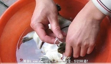 甲鱼怎么杀？简单的杀王八(团鱼or鳖)的方法！