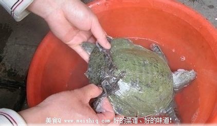 甲鱼怎么杀？简单的杀王八(团鱼or鳖)的方法！