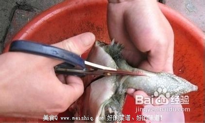 甲鱼怎么杀？简单的杀王八(团鱼or鳖)的方法！