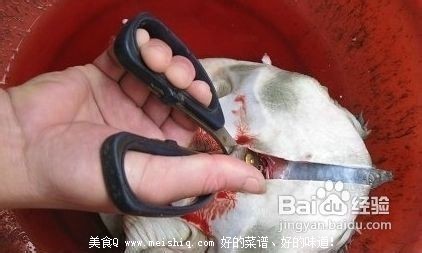 甲鱼怎么杀？简单的杀王八(团鱼or鳖)的方法！