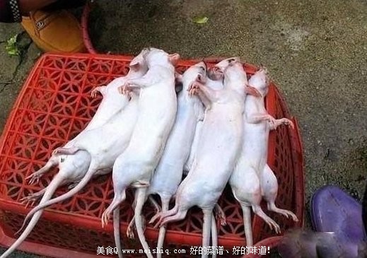 恶心的死老鼠变身烤“乳鸽”全过程