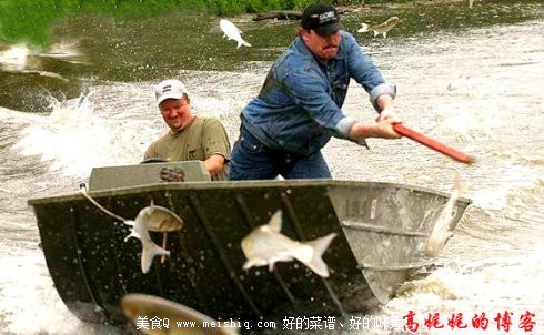 中国鲤鱼美国称霸惹恼白宫斥资歼灭