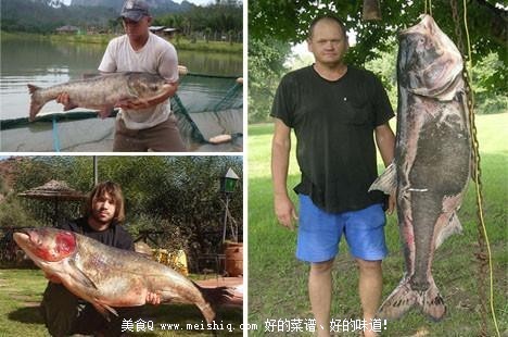 中国鲤鱼美国称霸惹恼白宫斥资歼灭