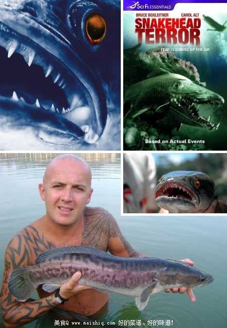 让美国伤透脑筋的中国黑鱼